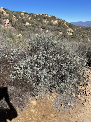 Cleveland Sage foliage