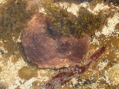 Australostichopus mollis