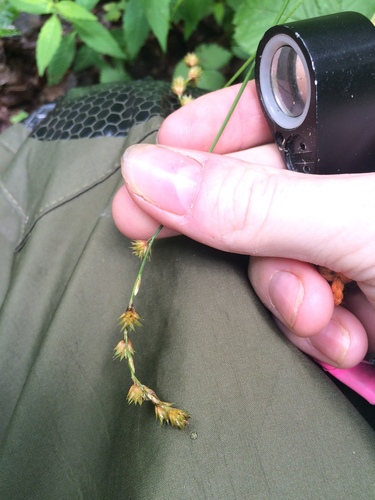 necklace sedge (Carex projecta)