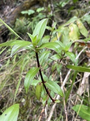 Kadua centranthoides