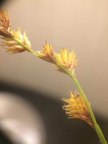 Image of Carex projecta by no rights reserved