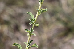 Atriplex muelleri