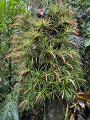 Guzmania angustifolia