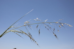 Austrostipa aristiglumis
