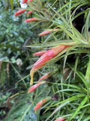 Guzmania angustifolia