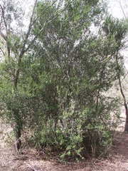 Alectryon diversifolius