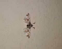 Neoleucinodes