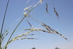 Austrostipa aristiglumis