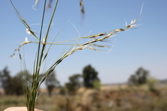 Austrostipa aristiglumis