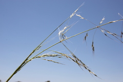 Austrostipa aristiglumis