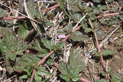 Boerhavia dominii
