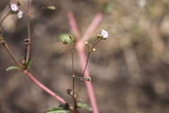 Boerhavia dominii