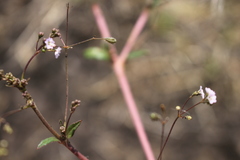Boerhavia dominii