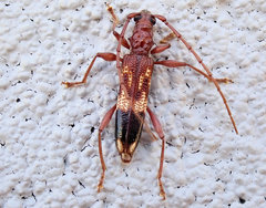 Coptocercus aberrans