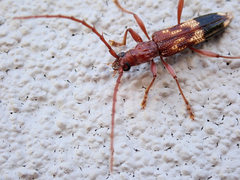 Coptocercus aberrans