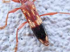 Coptocercus aberrans