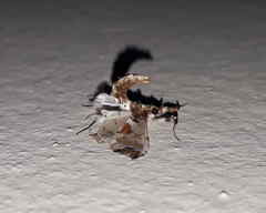 Neoleucinodes
