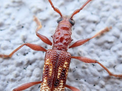 Coptocercus aberrans