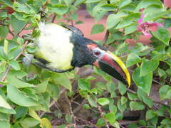 Green Aracari photo 5