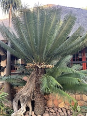Cycas thouarsii