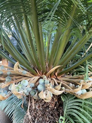 Cycas thouarsii