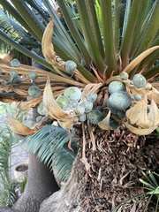 Cycas thouarsii