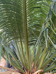 Cycas thouarsii