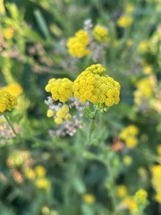 Nidorella microcephala