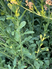 Nidorella microcephala