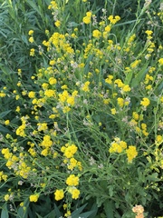 Nidorella microcephala