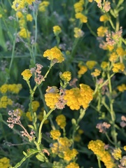 Nidorella microcephala