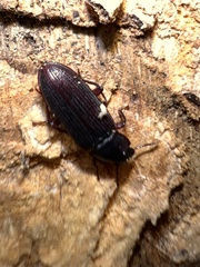Idiobates castaneus