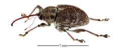 Curculio sulcatulus