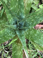 Aloe greatheadii