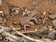 Pachydactylus punctatus