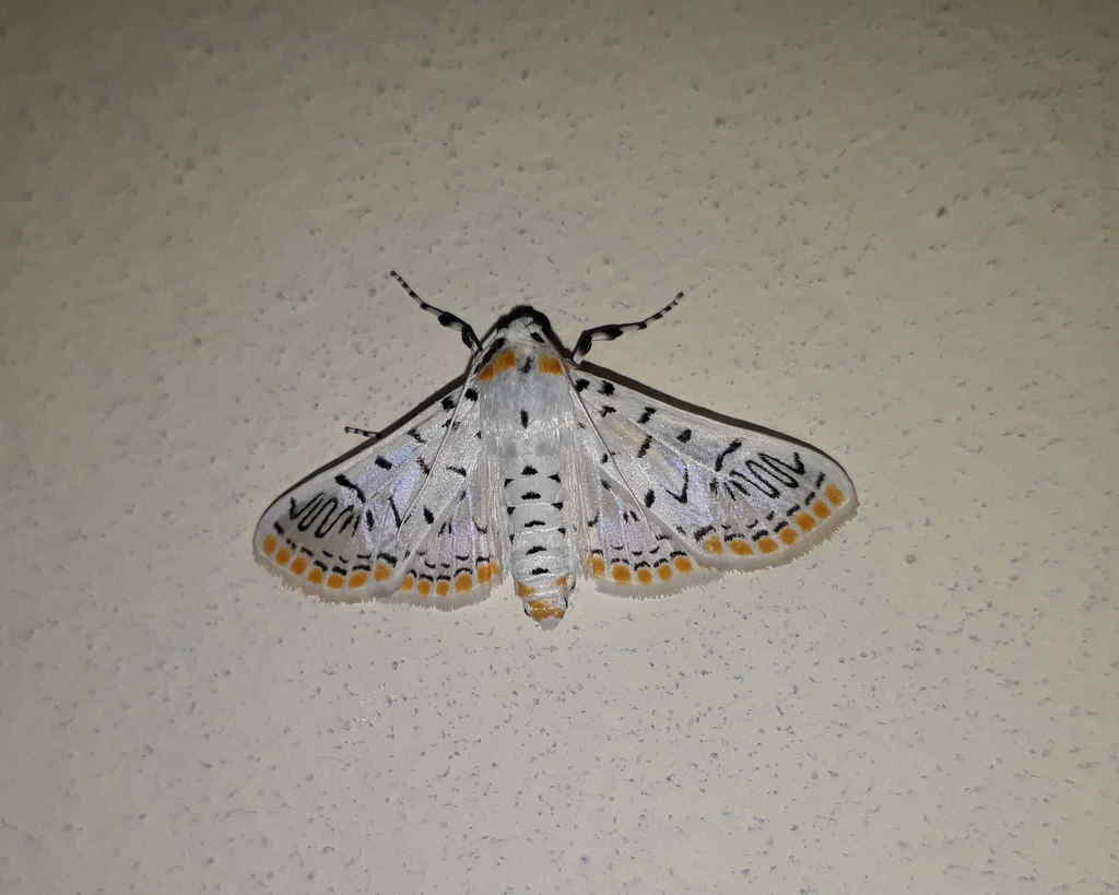 Polygrammodes herminealis