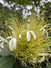 Justicia croceochlamys