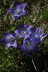 Campanula tridentata biebersteiniana