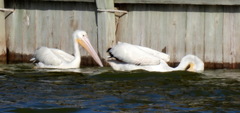 Pelecanus erythrorhynchos
