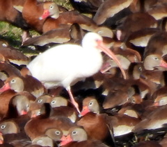 Eudocimus albus