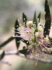 Melaleuca squamea