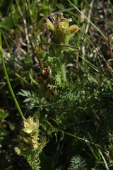 Pedicularis chroorrhyncha