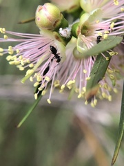 Melaleuca squamea