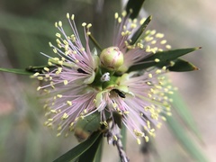 Melaleuca squamea