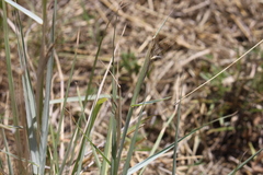 Dichanthium sericeum sericeum