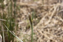 Dichanthium sericeum sericeum