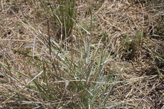 Dichanthium sericeum sericeum