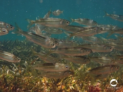 Atherinomorus vaigiensis