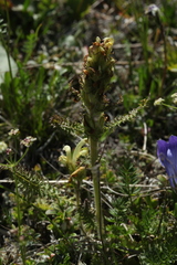 Pedicularis chroorrhyncha