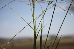 Digitaria divaricatissima